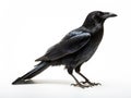 Ai Generated illustration Wildlife Concept of Side view of a Carrion Crow looking up Corvus corone isolated Royalty Free Stock Photo