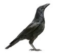 Side view of a Carrion Crow looking up, Corvus corone, isolated Royalty Free Stock Photo