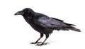 Side view of a Carrion Crow