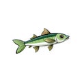 Cartoon illustration of a fresh sardine fish on white Royalty Free Stock Photo