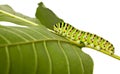 Side view of caterpillar on leaf Royalty Free Stock Photo