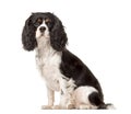 Side view of a Cavalier King Charles sitting Royalty Free Stock Photo