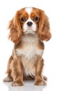 Side view of a Cavalier King Charles Spaniel dog, his front legs splayed. looking at the camera, in front isolated of white