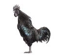 Side view of a Cemani rooster singing, isolated on white