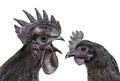 Side view of a Cemani rooster singing, isolated