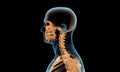 x ray of cervical section of the spine Royalty Free Stock Photo