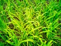 Side view chaotic green sprouting young flowers on soil dirt background in warm spring sunrise