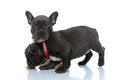 Side view of a cheerful French bulldog standing and sniffing