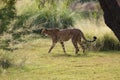 Side view of a cheetah walking in tall grass Royalty Free Stock Photo