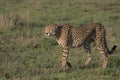 side view of cheetah with eyes closed enjoying the morning sunshine as it walks in the wild plains of serengeti national park,