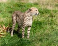 Side View of Cheetah in Long Grass Royalty Free Stock Photo