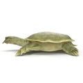 Side view Chinese soft-shelled turtle on white. 3D illustration Royalty Free Stock Photo