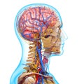 Side view of circulatory system of head skeleton