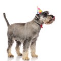 Side view of classy birthday schnauzer licking its nose Royalty Free Stock Photo