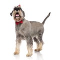 Side view of classy schnauzer wearing brithday hat looking up Royalty Free Stock Photo