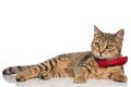 Side view of classy tabby british fold lying Royalty Free Stock Photo