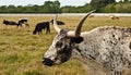 Heritage longhorn cattle, grazing in a fenced in pasture Royalty Free Stock Photo