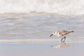 Plover Seabird Walking A Sandy Shoreline With Waves Breaking In Back  On Tropical Beach