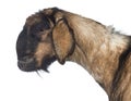 Side view Close-up of an Anglo-Nubian goat with a distorted jaw