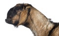 Side view Close-up of an Anglo-Nubian goat with a distorted jaw against white background