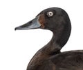 Side view and close-up of a Baer`s pochard, isolated Royalty Free Stock Photo
