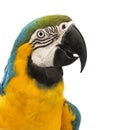 Side view close-up of a Blue-and-yellow Macaw, Ara ararauna, 30 years old Royalty Free Stock Photo