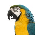 Side view close-up of a Blue-and-yellow Macaw, Ara ararauna, 30 years old Royalty Free Stock Photo