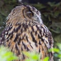 Side view close-up eagle owl bubo bubo with open eye Royalty Free Stock Photo