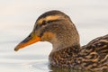 Side view close-up female mallard duck anas platyrhynchos in water Royalty Free Stock Photo
