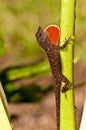 Gecko, showing red throat Blatter as a sexual stimulant