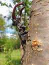 Male European stag beetle insect on tree branch Royalty Free Stock Photo