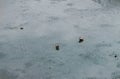 Side view close up on the sea shore with small pebbles and washed stones. Ice frozen on a stone. Icicle on the shore