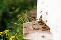 Side view of close-up swarm of honey bees carrying pollen to beehive in bright summer sunny day Royalty Free Stock Photo