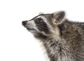 Side view close-up of a three months old young raccoon in front