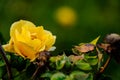 Side view close up of yellow floribunda flower and leaves bushes with rain drops against blurry green background. nature concept Royalty Free Stock Photo