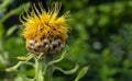 Side view of close up yellow large headed knapweed