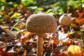 Side view close up of young parasol mushroom macrolepiota procera with blurred foliage leaves background illuminated by bright