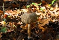 Side view close up of young parasol mushroom macrolepiota procera with blurred foliage leaves background illuminated by bright