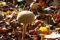 Side view close up of young parasol mushroom macrolepiota procera with blurred foliage leaves background illuminated by bright