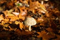Side view close up of young parasol mushroom macrolepiota procera with blurred foliage leaves background illuminated by bright