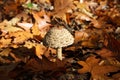 Side view close up of young parasol mushroom macrolepiota procera with blurred foliage leaves background illuminated by bright