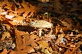 Side view close up of young parasol mushroom macrolepiota procera with blurred foliage leaves background illuminated by bright