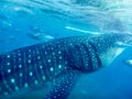 Side view and close-up of a young whale shark Royalty Free Stock Photo
