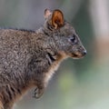 Side view closeup of adorable Tasmanian pademelon wallaby on blur background Royalty Free Stock Photo