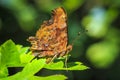 Comma butterfly Polygonia c-album resting in a forest Royalty Free Stock Photo