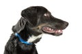 Side View Closeup of Crossbreed Dog Face Royalty Free Stock Photo