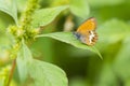 Side view closeup of a Pearly heath butterfly, Coenonympha arcania, resting in grass Royalty Free Stock Photo