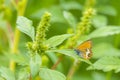 Side view closeup of a Pearly heath butterfly, Coenonympha arcania, resting in grass Royalty Free Stock Photo