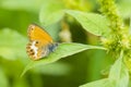 Side view closeup of a Pearly heath butterfly  Coenonympha arcania  resting in grass Royalty Free Stock Photo