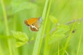 Side view closeup of a Pearly heath butterfly, Coenonympha arcania, resting in grass Royalty Free Stock Photo